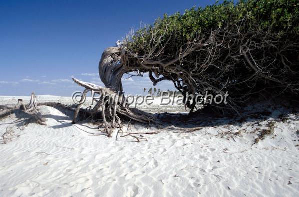 bresil ceara 07.JPG - Arbre de la paressePraia de JericoacoaraNord de FortalezaNordesteCearaBrésil